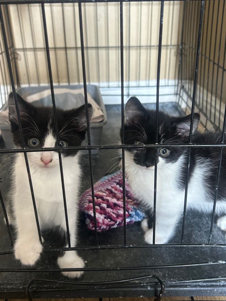 Two kittens 