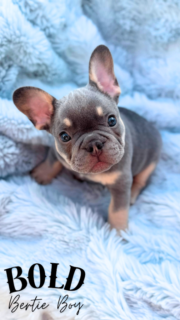 7 pure-bred Lilac and Chocolate Puppies 