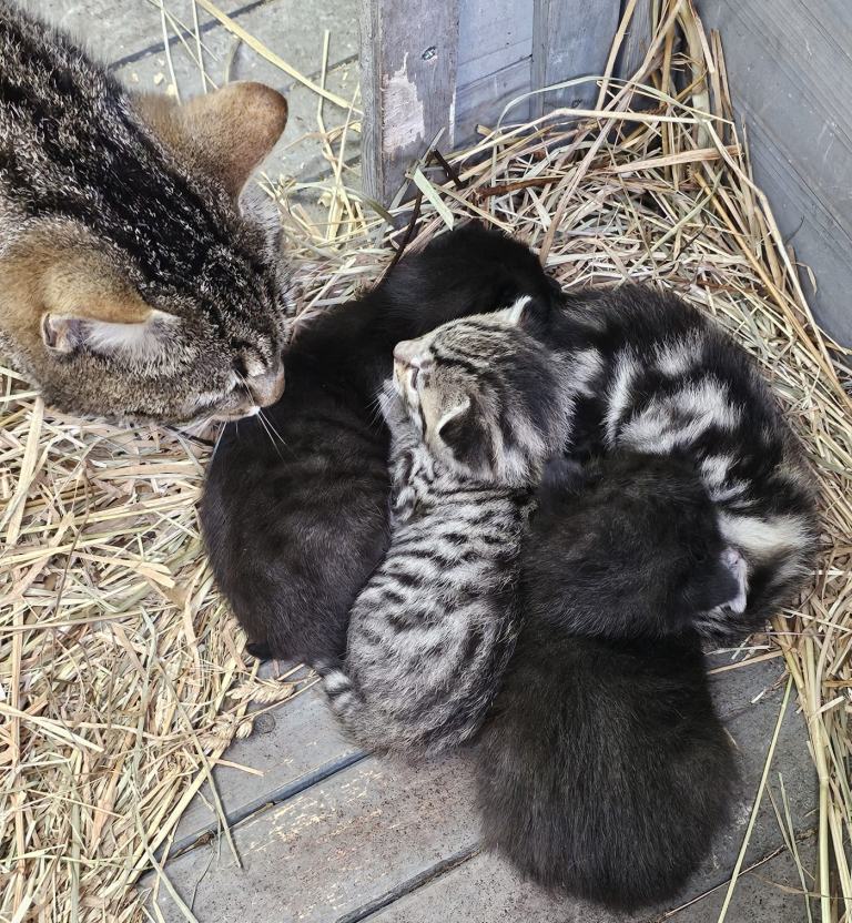 Beautiful Farm Kittens