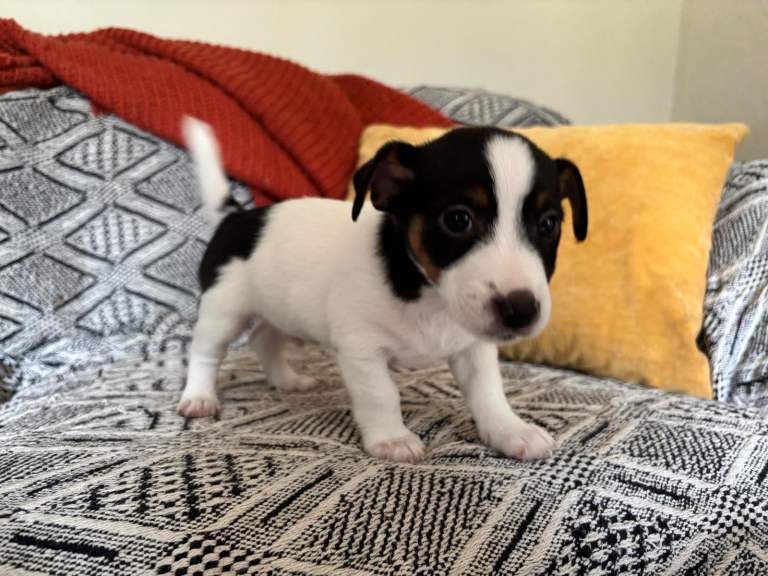 jack russelll puppies 