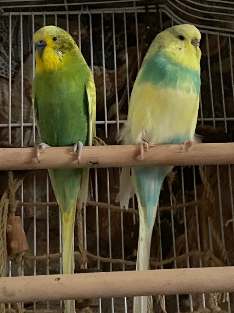 Beautiful female and male semi tame 