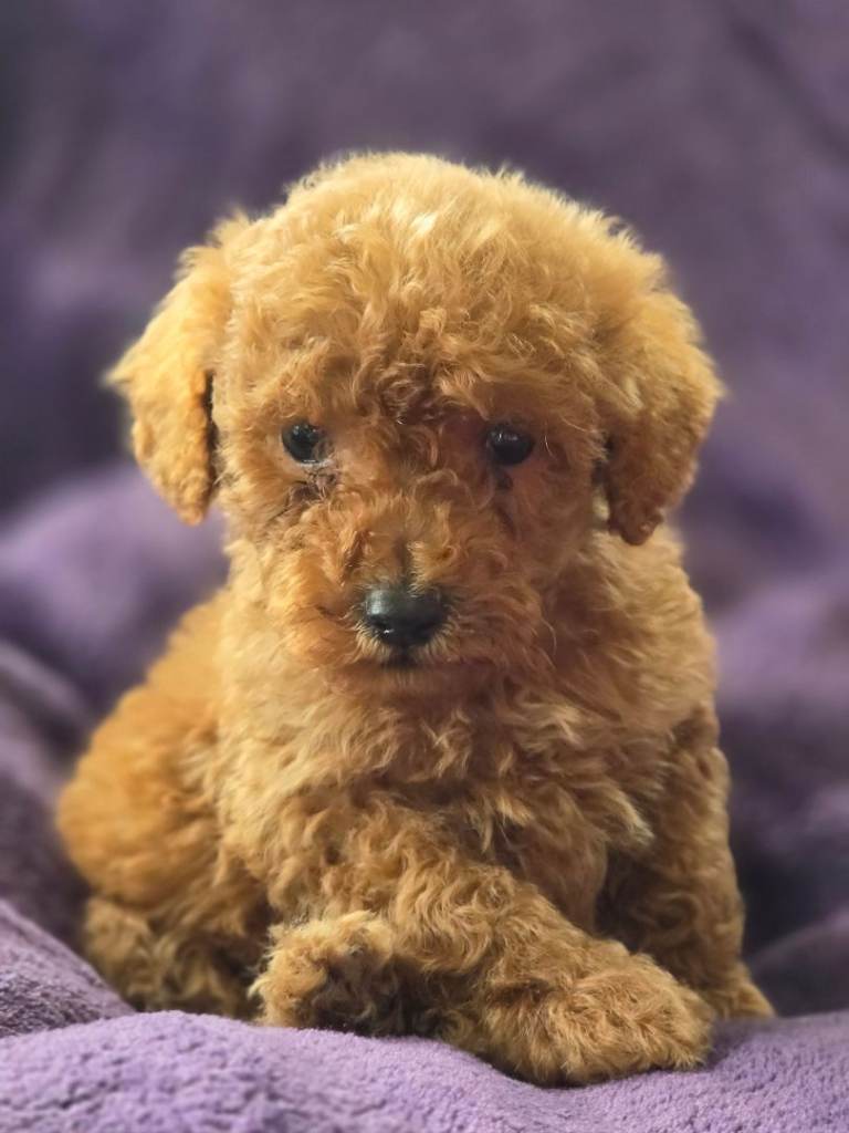 Minature poodle boys availble!