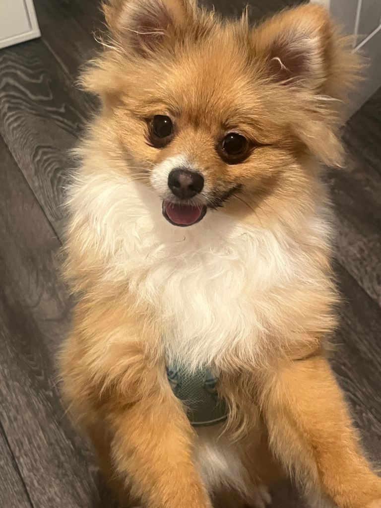 6 month old pomeranian 