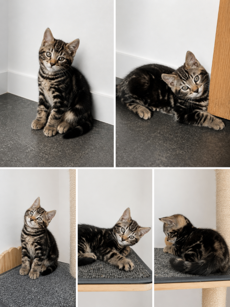 Bengal kittens 