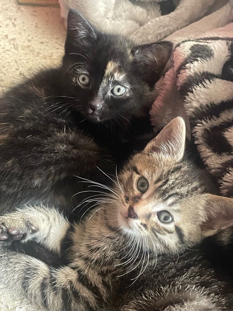 beautiful female/male tabby  kitten for sale !!!