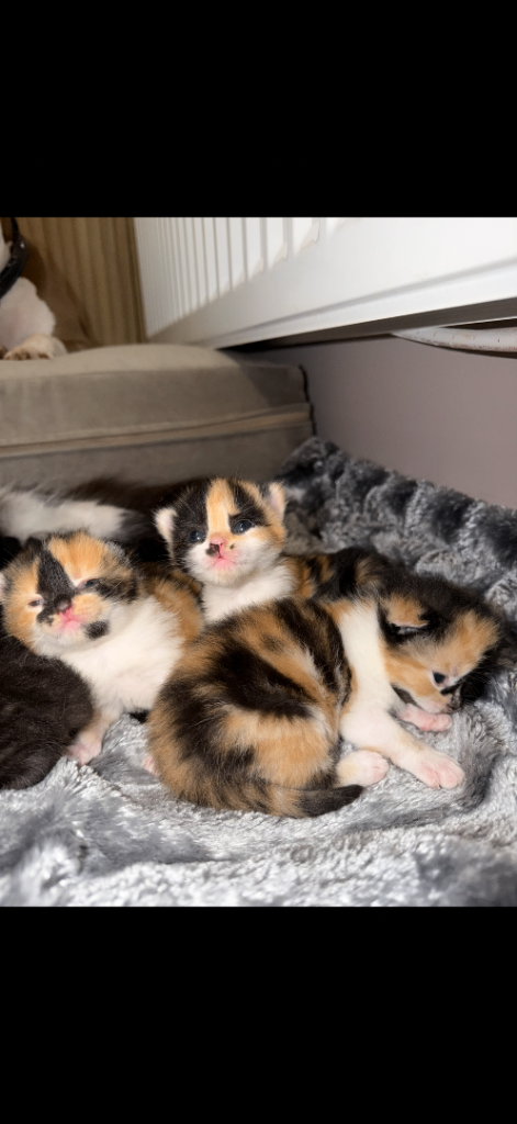 Persian cross kittens 