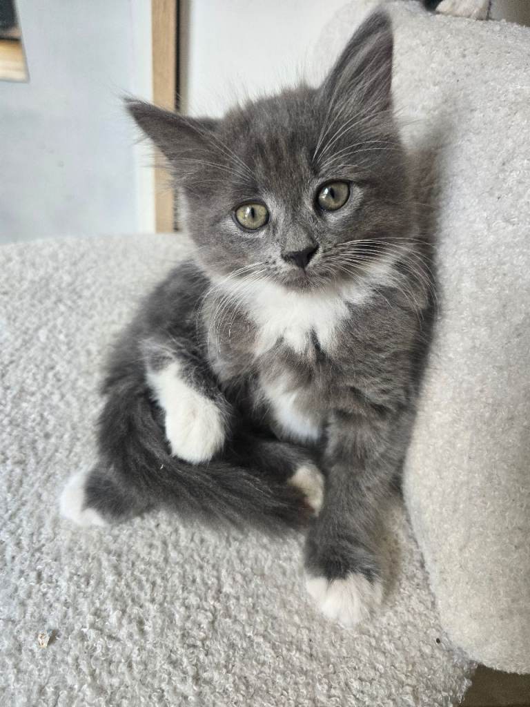 British Longhair kittens