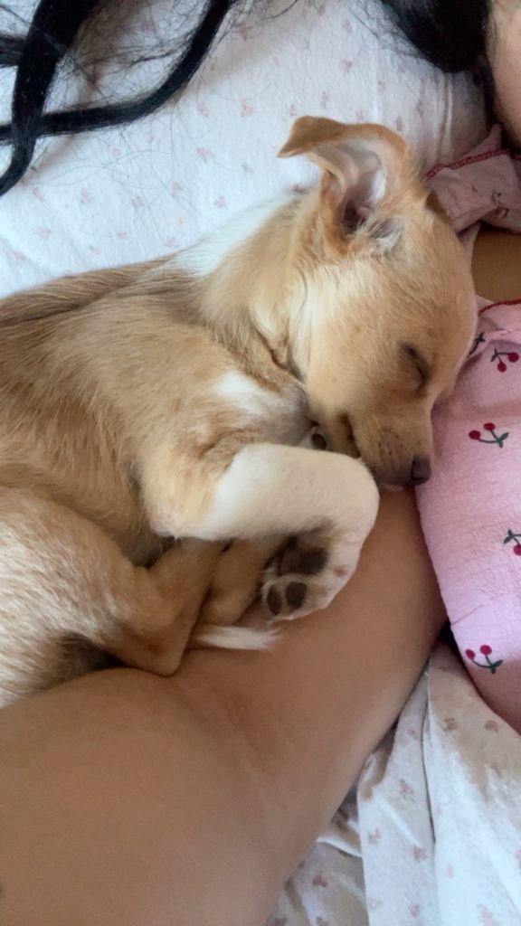Pomchi 