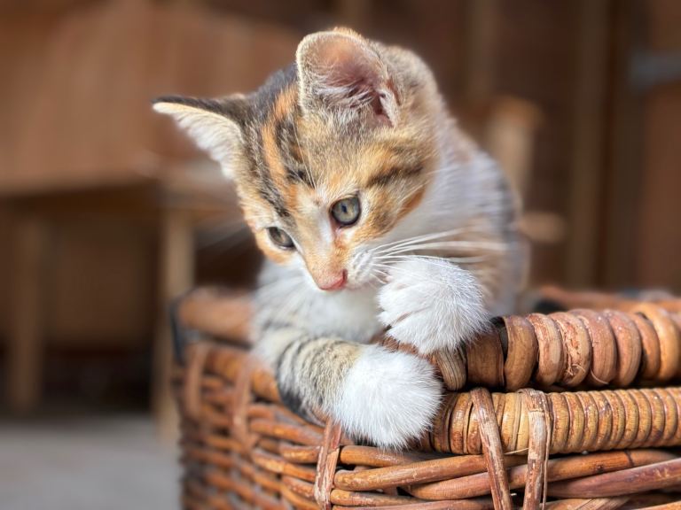 2 kittens for sale to loving home 