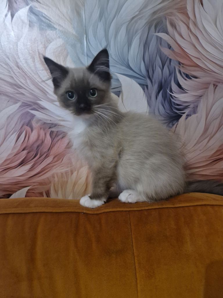 Reduced - Cheribum (Ragdoll) kitten for sale 