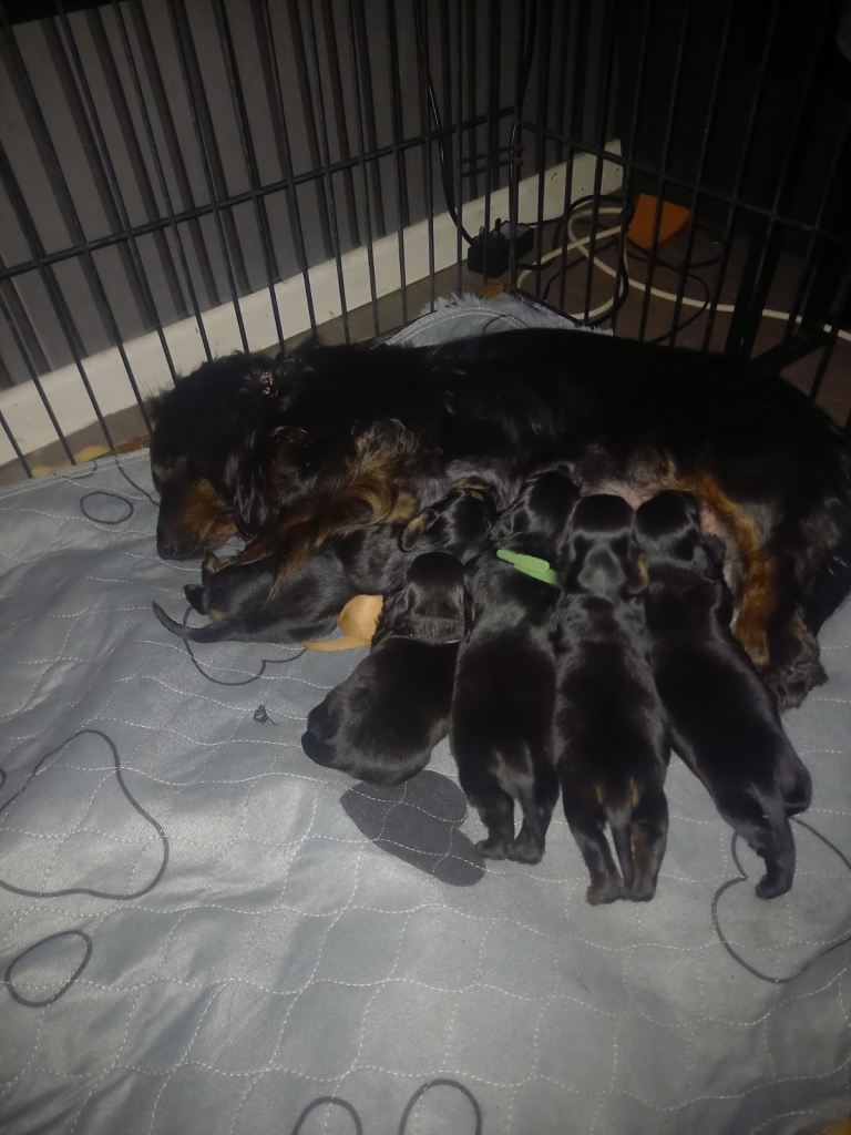 Miniature longhaired dachshund pups