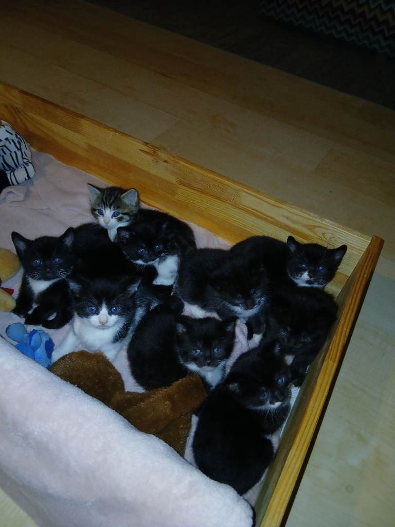 Boys and girl's kittens 