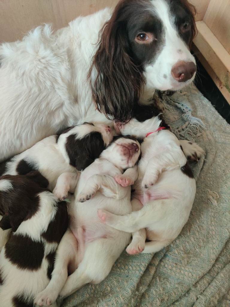 English springer/sprocker 