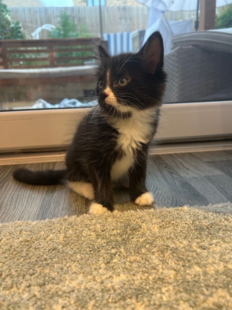 Beautiful friendly Tuxedo kittens