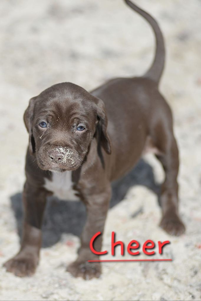 Weimaraner cross spaniel puppies 