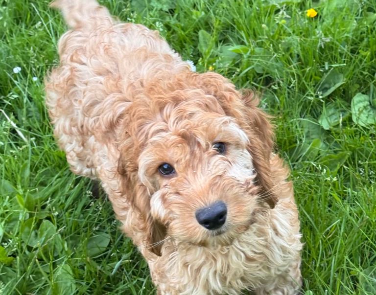 Miniature Red & Apricot Cockapoo Puppies