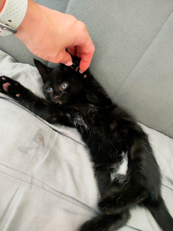 Kitten girl