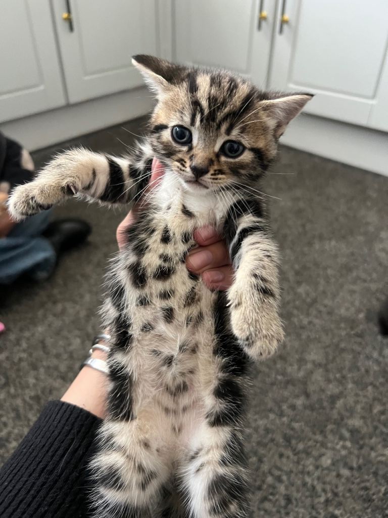 5 Kittens For Sale!