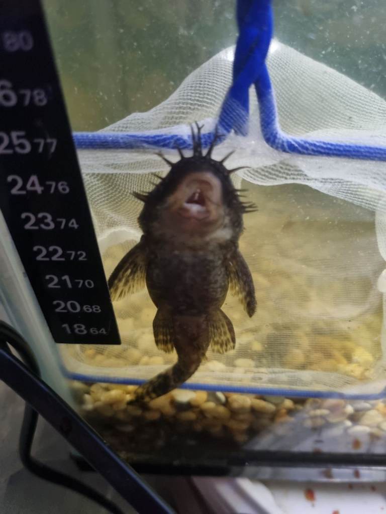 image for Bristlenose plecs 