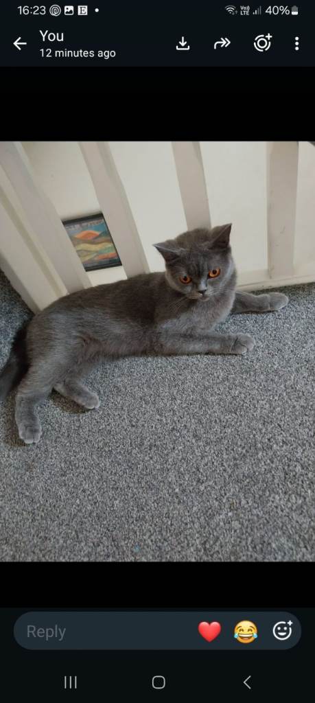 BSH PEDIGREE  FEMALE 