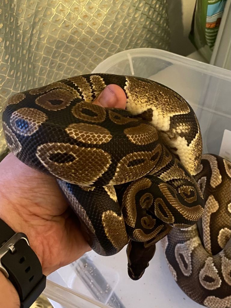 Ball python 