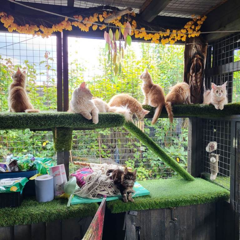Maine Coon kittens ready now