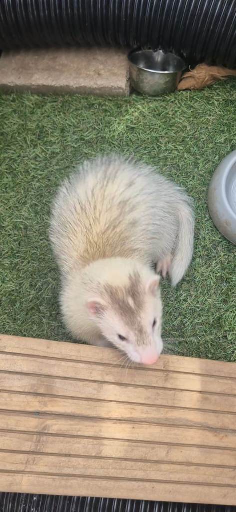Ferrets and cage