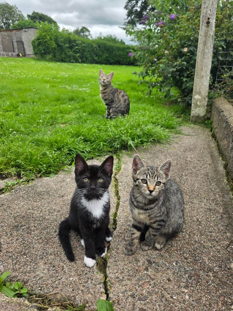 Two kittens left for sale