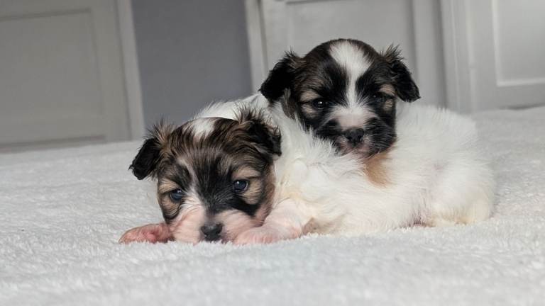 Two papillon puppies 