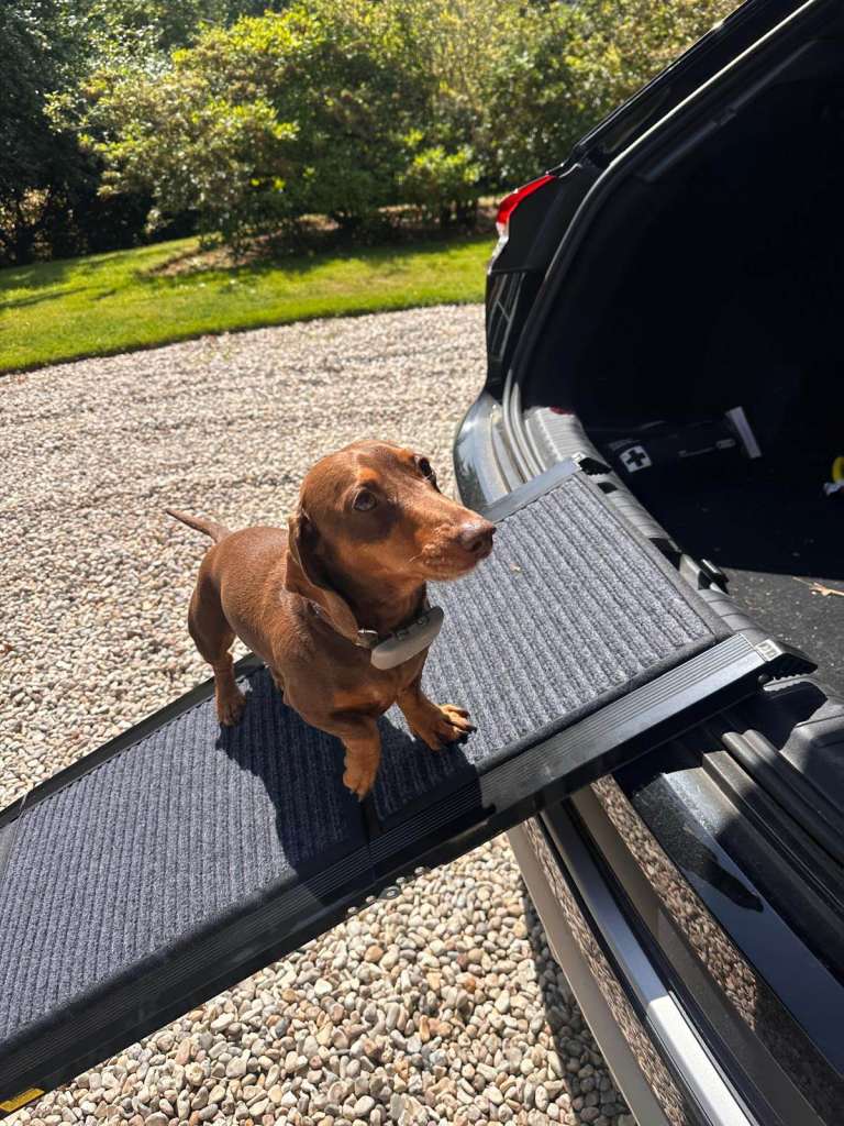 6 Foot Dog Ramp 