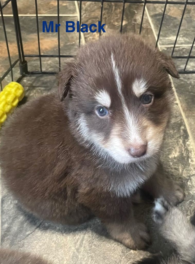 Straight Back German Shepherd Puppies