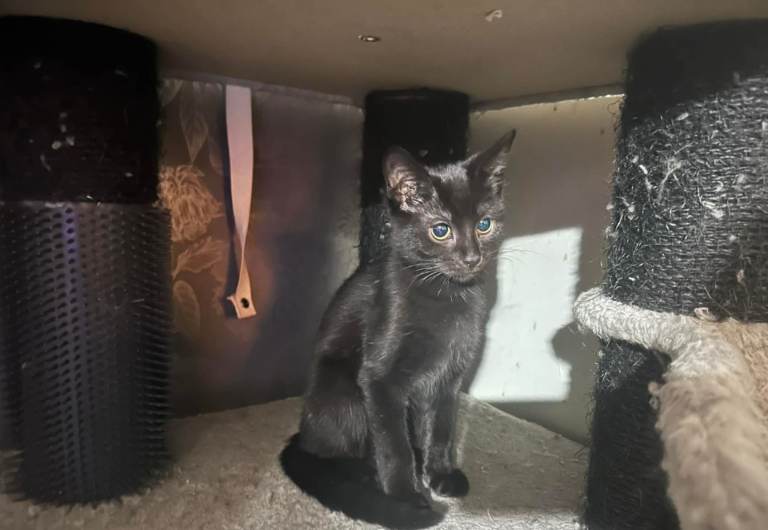 Gorgeous kittens ready to go now