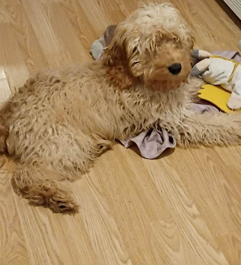 6 month cockapoo