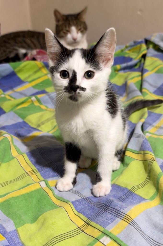 🐾 Kitten Ready for Adoption – East London