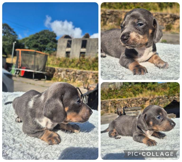 LAST BOY!! PRA CLEAR MINIATURE DACHSHUND PUPPIES