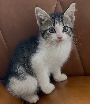 10 weeks beautiful kittens looking for new homes