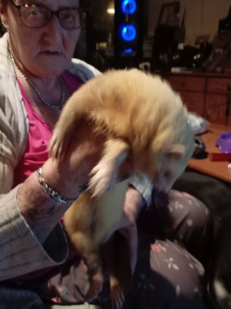 2 male brother ferrets. 