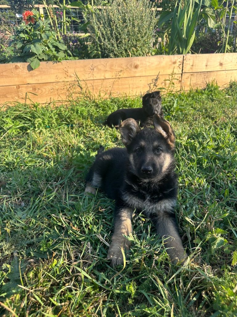  German Shepherd puppies 