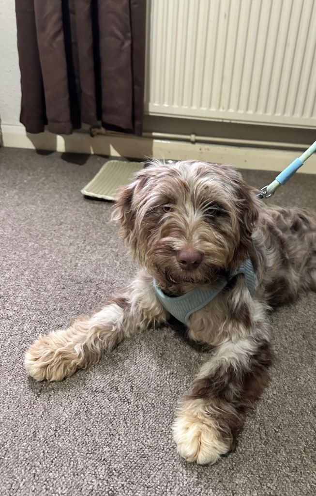 6 months old puppy for rehoming