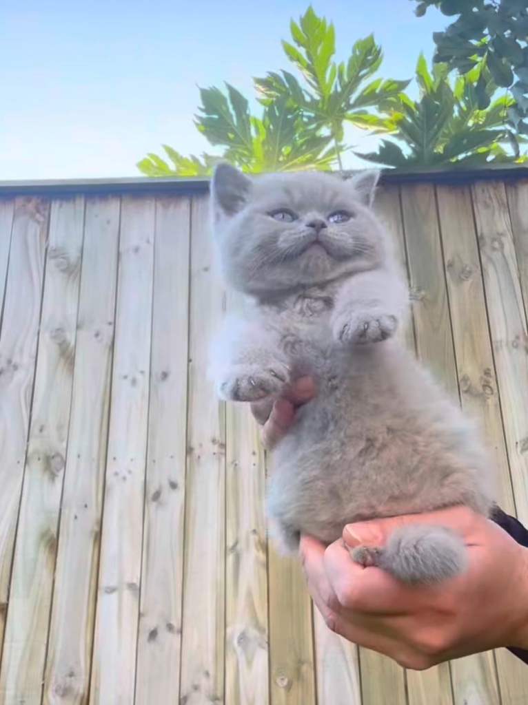 Beautiful British Shorthair Kittens 