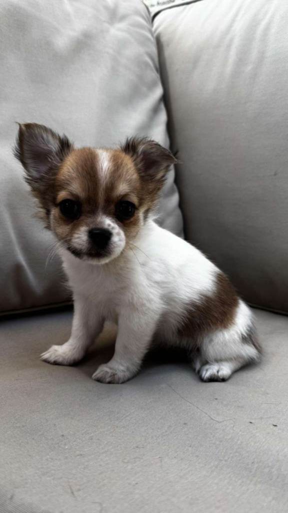 6 Beautiful 3/4 chihuahua 1/4 pomeranian puppies, ready and looking for their forever families ❤️