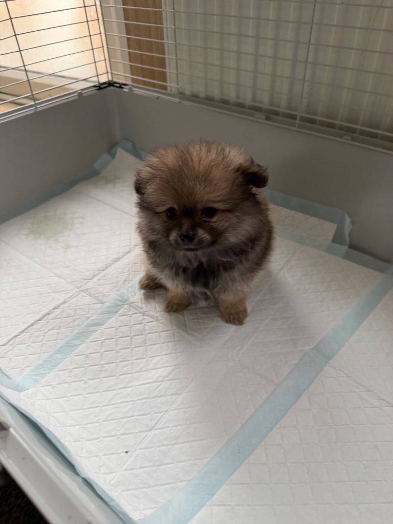 Pomeranian puppy’s 