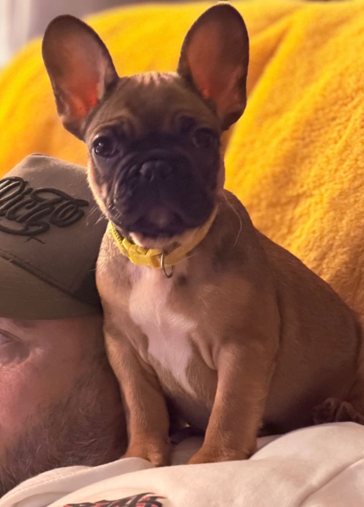 🐾ready now 4 girls left 🐾