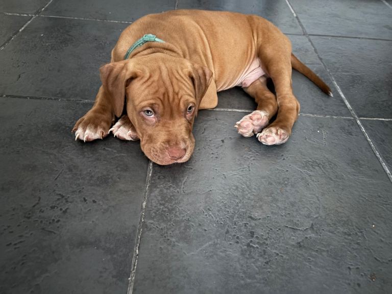 Staff x cane corso