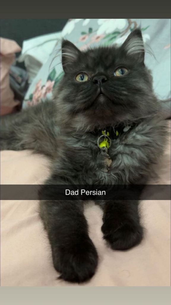 Persian cross babies😍