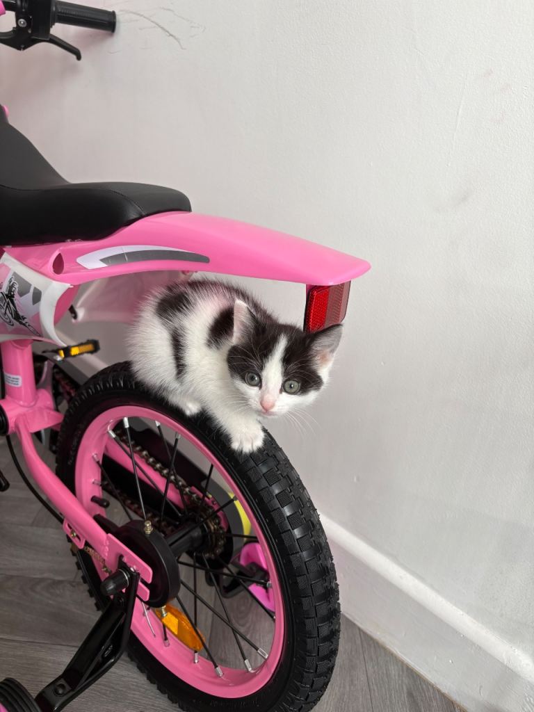 Kitten