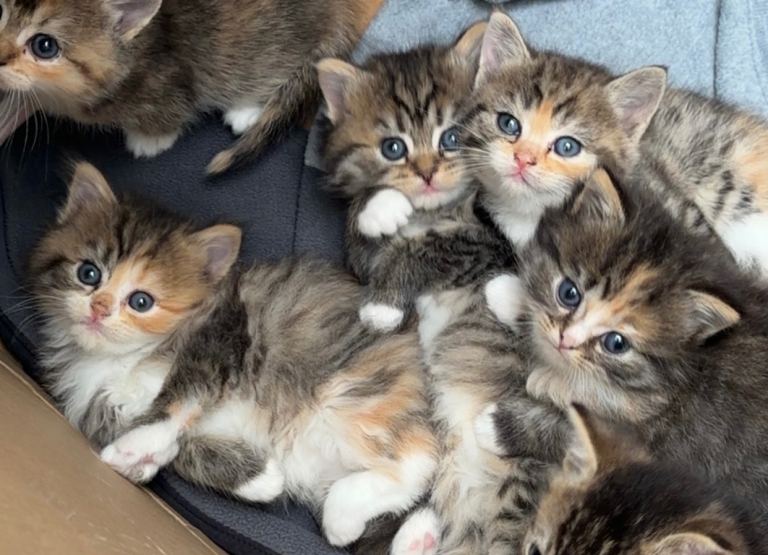 Beautiful BSH cross Kittens Looking forLoving Homes! ❤️