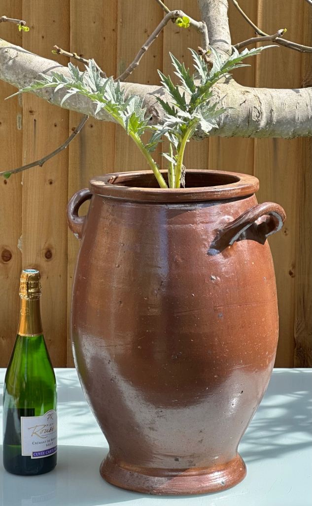 LARGE ANTIQUE FRENCH STONEWARE PLANTER URN, CONFIT JAR POT, SALTING JAR - H47cm 7.8kg - WILL POST!