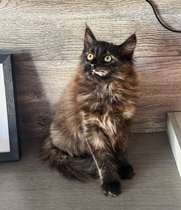 Half Pedigree Maine Coon kittens 