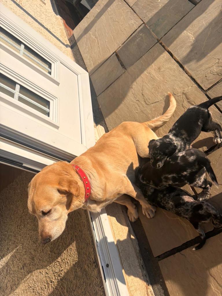 Labrador cross Cocker spaniel puppies for sale
